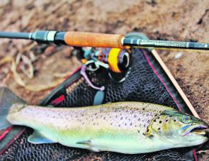 Trout will start to fire this month and soft plastics are a deadly lure for the job.