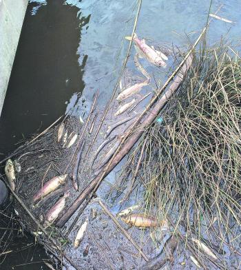 Another fish kill for the Hunter River, has left the community feeling bleak about the state of our estuaries. 
