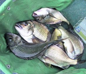 A nice bag of summer Curdies bream taken by the author prior to release.