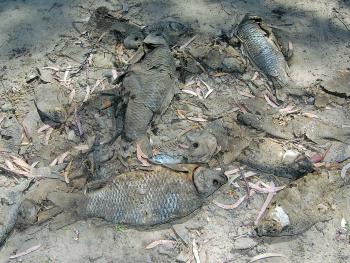 Piles of dead carp next to boat ramps and camping spots are the fault of unthinking anglers.