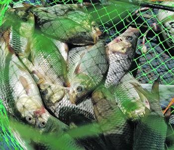 Carp numbers have boomed along the Murray and it’s nothing to catch twenty or more each time you lift a yabby net. 