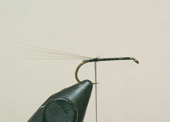 Place the hook in the vice, attach the thread and wind to the bend of the hook. Tie in the micro fibbets and take two turns of thread under them to make them sit up slightly.