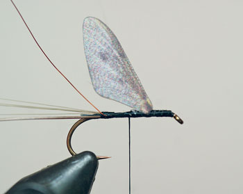 Tie in the 3 Hemingway mayfly wing as shown.