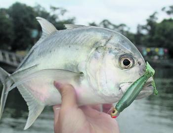Will Smedley has been getting into a few Tallebudgera trevally lately with the cooler weather.
