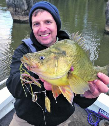Yellowbelly love a spinnerbait slow-rolled past their nose.