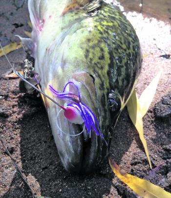 The ability to fish your spinnerbait through the nastiest of structures makes makes them a primary tool for many cod anglers.