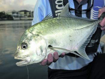 There are still reports of a few trevally being caught.