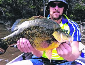 Golden perch are highly active in all regional waterways, including Canberra’s urban lakes and Burrinjuck Reservoir.