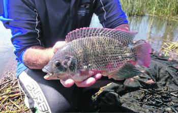 The one continuous and pointed dorsal fin and pointed anal fin are distinguishing tilapia identification features. Photo courtesy of NSW Department of Primary Industries.
