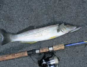 This whiting couldn’t resist a Bassday Sugar Pen.
