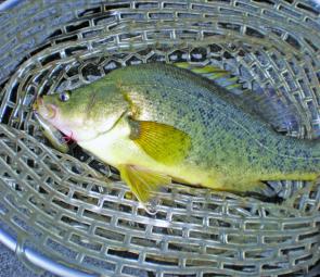This golden perch fell to a Jackall TN60 in brown dog pattern in around 5m up near the Eagles Nest.