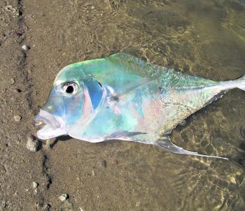 The author caught this diamond trevally in winter in the Sandy Straits.