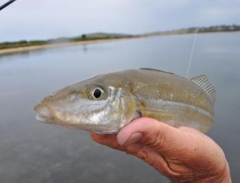 Whiting are likely to be found along the beaches or in the estuaries.