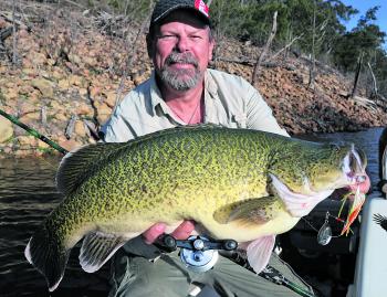 Murray cod are a prime species to target when casting spinnerbaits.