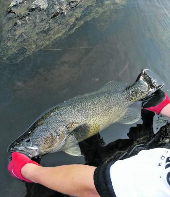 Yes, Murray cod are in the Yarra and are a lot more common than some may think!